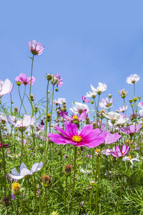 绚烂格桑花海