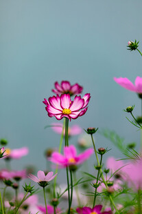 粉色格桑花