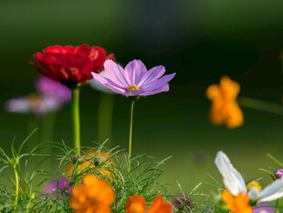 格桑花