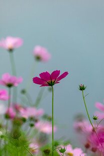 粉色波斯菊