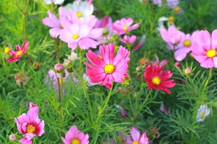 缤纷波斯菊绽放美丽花田