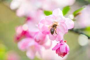 蜜蜂采蜜于粉嫩花朵间