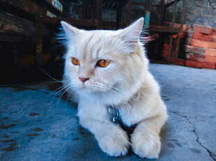 白色猫咪趴地眼神灵动