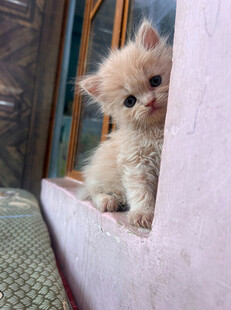 躲在角落的可爱小猫咪