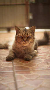 慵懒猫咪趴在地砖上