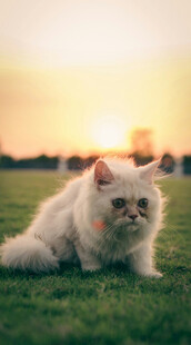 夕阳下的可爱白毛猫咪