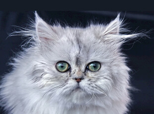 长毛银灰猫的灵动瞬间