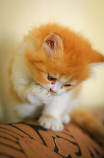橘白小猫专注玩耍瞬间