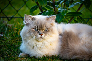 草地上的长毛猫咪