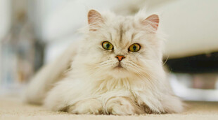 可爱波斯猫趴地凝视