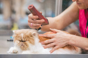 猫咪享受专业宠物吹风护理