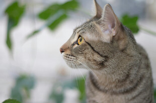 侧头凝视的条纹猫咪