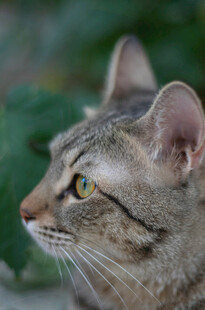 侧头凝视的斑纹猫咪