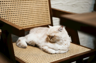 猫咪慵懒躺于藤编椅上
