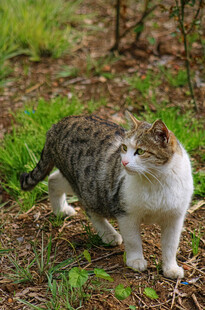 林间漫步的花纹猫咪