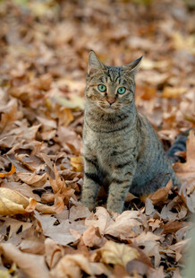 落叶中的猫咪