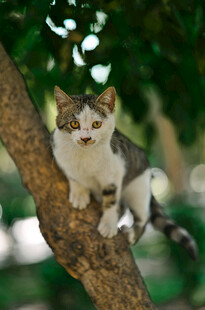 树枝上的可爱猫咪