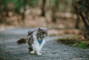 林间漫步的长毛猫