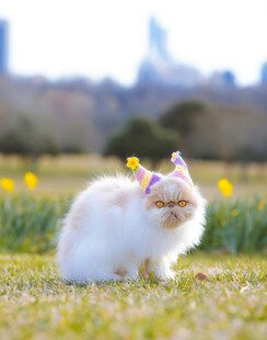 草地上戴装饰的可爱猫咪