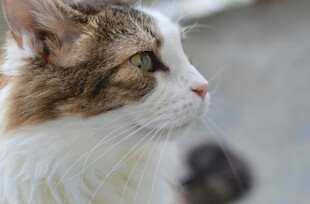 侧颜可爱的猫咪