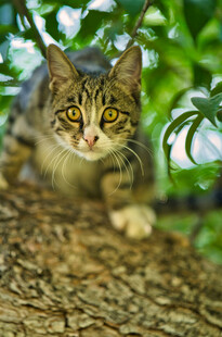 树干上的可爱斑纹小猫