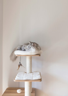 猫咪在猫爬架上休憩