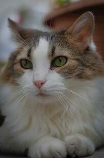 可爱三色猫咪安静趴卧