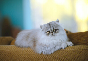 慵懒猫咪趴卧沙发