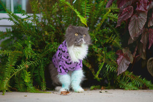 穿紫衣的可爱猫咪