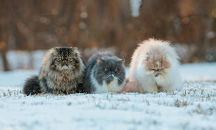 雪地中的三只可爱猫咪