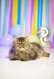 长毛猫咪于多彩背景摆拍