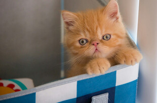 萌趣小橘猫趴在篮边张望