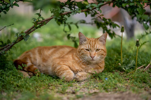 橘猫卧于绿荫草地