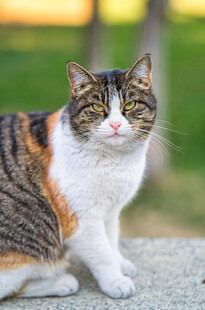 三色猫咪安静蹲坐