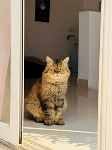 门口端坐的长毛猫咪