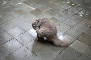 蹲坐的长毛猫