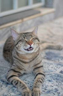 趴着的条纹猫咪