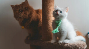 两只猫咪在猫爬架玩耍