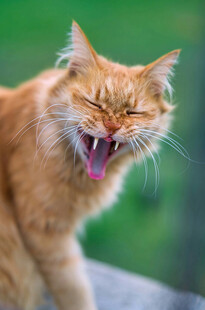 橘猫咧嘴露齿表情超搞怪