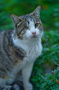户外的灰白花纹猫咪