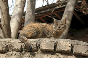 石墙边休憩的花斑猫咪