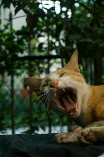 打哈欠的猫咪