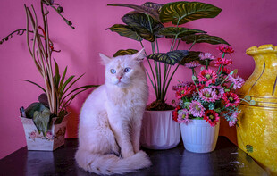 粉墙下的猫咪与花卉