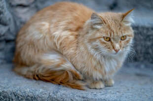 橘色长毛猫蜷缩休憩