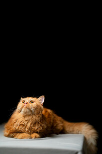 橘猫慵懒趴于白色平台上