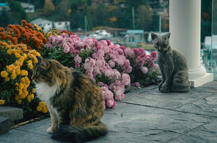 猫咪赏菊
