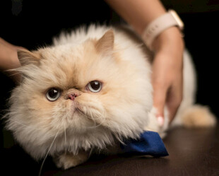 猫咪被温柔梳理毛发
