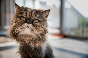 长毛猫咪的可爱瞬间
