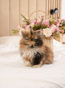 萌猫伴花束温馨小确幸