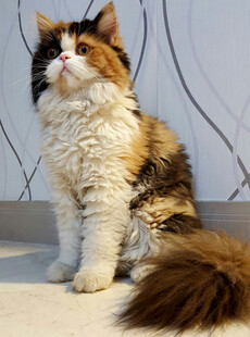 三色长毛猫坐立模样